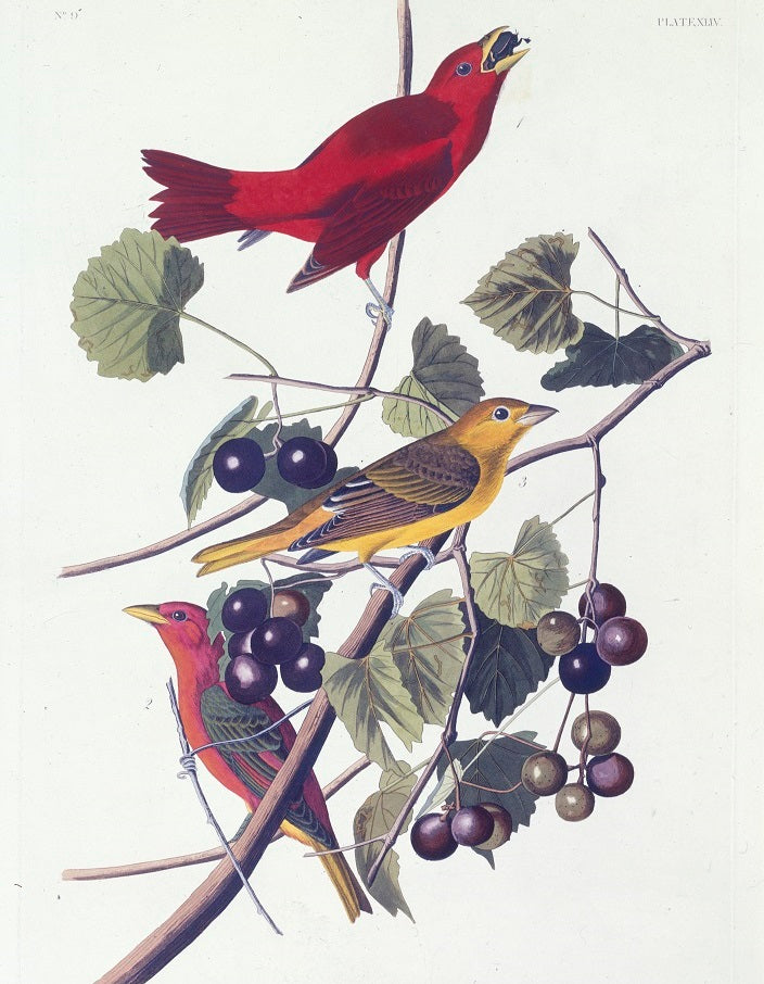 Summer Red Bird OhMyGrid grid poster